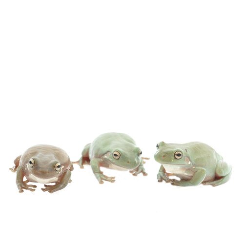 3 Baby Whites Tree Frogs